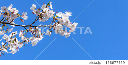 爽やかな春の青空と満開の桜の気持ちの良い風景 爽やかな春の青空と満開の桜の気持ちの良い風景 138677539