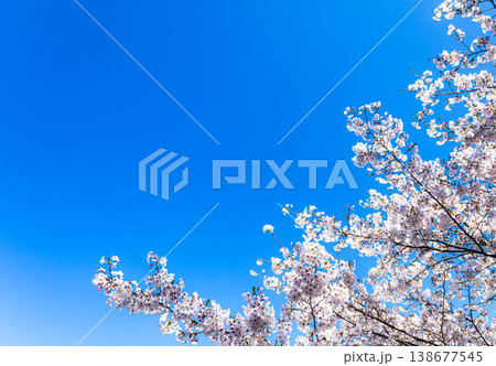 爽やかな春の青空と満開の桜の気持ちの良い風景 爽やかな春の青空と満開の桜の気持ちの良い風景 138677545