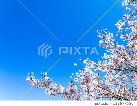 爽やかな春の青空と満開の桜の気持ちの良い風景 138677550