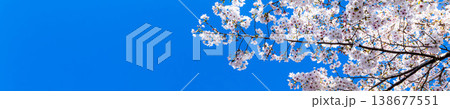 爽やかな春の青空と満開の桜の気持ちの良い風景 爽やかな春の青空と満開の桜の気持ちの良い風景 138677551