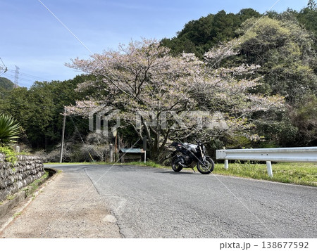 小川町 サクラ 小川町 サクラ 138677592