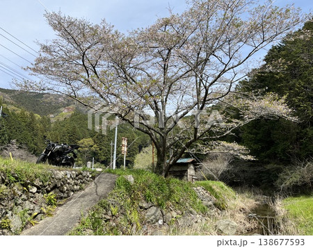 小川町　サクラ 138677593