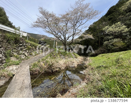 小川町　サクラ 138677594
