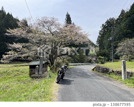 小川町 サクラ 小川町 サクラ 138677595