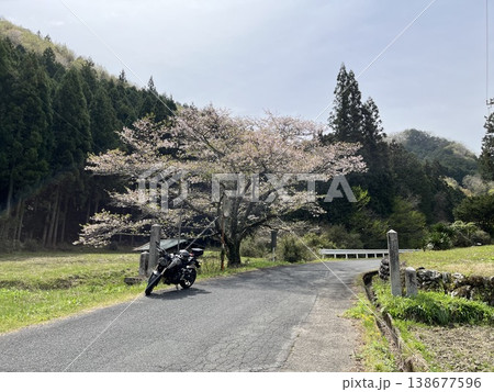 小川町　サクラ 138677596