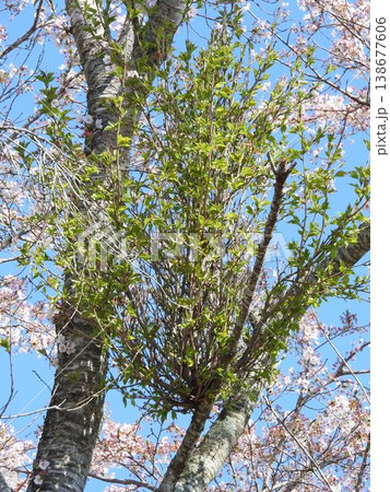 てんぐ巣病（植物の枝や葉が異常に密生する病気）：桜が満開の中に葉っぱが生い茂っただけの密集した枝 138677606