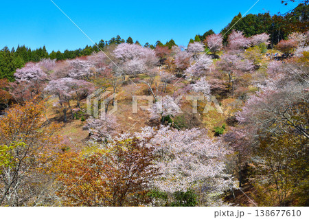 春 桜 吉野山 上千本 春 桜 吉野山 上千本 138677610