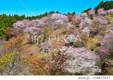 春 桜 吉野山 上千本 春 桜 吉野山 上千本 138677627