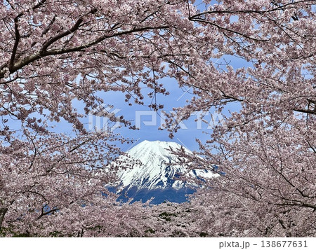 満開の桜と富士山 満開の桜と富士山 138677631