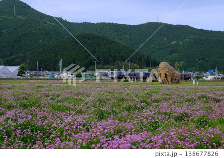 レンゲの花の中に立つわらマンモスと横を走る列車 レンゲの花の中に立つわらマンモスと横を走る列車 138677826