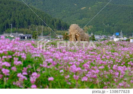 地面を覆い尽くすレンゲの花とわらマンモス 地面を覆い尽くすレンゲの花とわらマンモス 138677828
