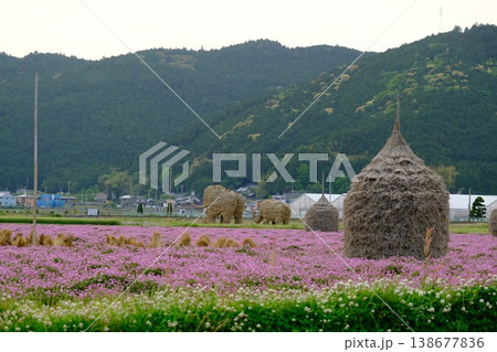 わらマンモスとわらぐろ群とレンゲの花 わらマンモスとわらぐろ群とレンゲの花 138677836