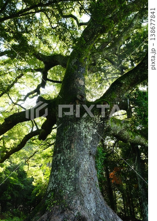 神社の境内にたつ巨木 138677841