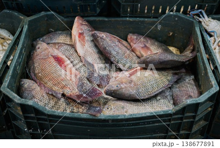 エジプトの魚市場に並ぶ新鮮なティラピア エジプトの魚市場に並ぶ新鮮なティラピア 138677891