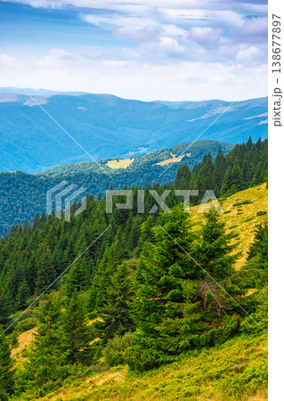 hillside of carpathian mountain range with coniferous forest and grassy meadow. beautiful summer landscape of ukraine alps under cloudy sky. wonderful nature background of highland for earth day hillside of carpathian mountain range with coniferous forest and grassy meadow. beautiful summer landscape of ukraine alps under cloudy sky. wonderful nature background of highland for earth day 138677897