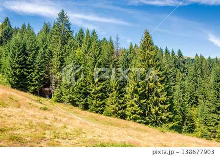 view of a hillside of mountain range with coniferous forest and meadow. peaceful carpathian mountain landscape on a sunny summer day. nice picture for earth day background 138677903