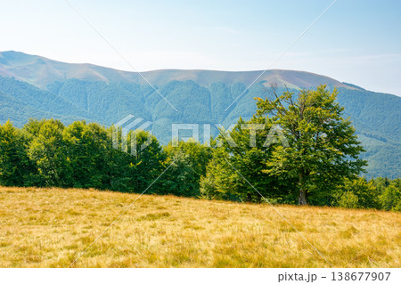 mountainous landscape of ukraine in summer. picturesque highland woods. grassy meadow on a sunny day. view of carpathian mountains countryside with deciduous forest on a hill behind the pasture 138677907