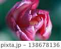 赤いチューリップの先端 138678136