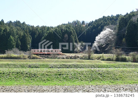 明智鉄道線路わきに咲き誇る一本のヤマザクラ 138678245