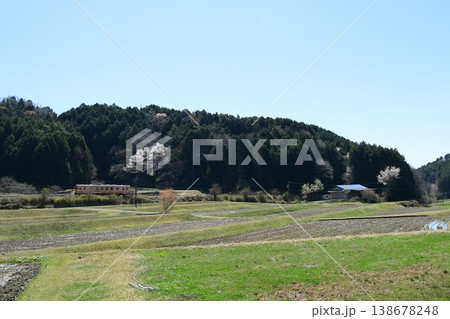 明智鉄道線路わきに咲き誇る一本のヤマザクラ 明智鉄道線路わきに咲き誇る一本のヤマザクラ 138678248