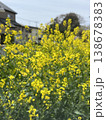 神奈川県御殿場の空き地に咲いてた菜の花畑 綺麗な風景 138678383