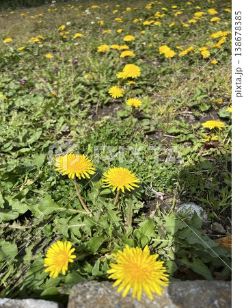 神奈川県御殿場の空き地に咲いてるタンポポ畑 春が来た 138678385