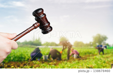 Judges gavel against the backdrop of hired men working in a field and harvesting crops. Labor law, employment regulations, workers rights, and legal oversight in the agricultural sector. Agriculture Judges gavel against the backdrop of hired men working in a field and harvesting crops. Labor law, employment regulations, workers rights, and legal oversight in the agricultural sector. Agriculture 138678460