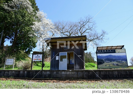 明知鉄道 飯羽間駅に咲く西洋ナシの花 138678486