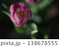 チューリップのおしべめしべ 138678555