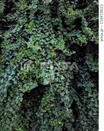 Dark green ivy covering wall in prague, czechia, copy space, wallpaper Dark green ivy covering wall in prague, czechia, copy space, wallpaper 138678623