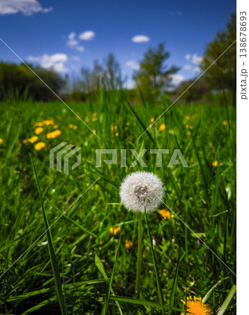 Dandelion seed head surrounded by vibrant green grass and yellow flowers in a sunny meadow concept. copy space Dandelion seed head surrounded by vibrant green grass and yellow flowers in a sunny meadow concept. copy space 138678693