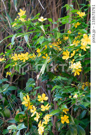 黄色い花　山吹 138678761