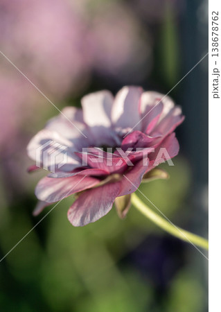 ピンクの花　ラナンキュラス 138678762