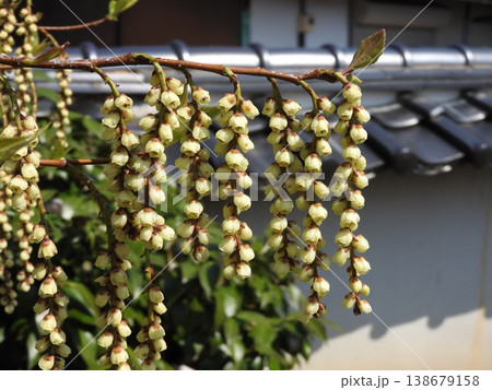 キブシ（木五倍子）の花：雄花 138679158
