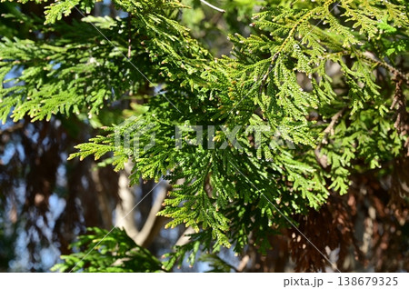アスナロ(ヒノキ科)常緑針葉樹の葉 アスナロ(ヒノキ科)常緑針葉樹の葉 138679325