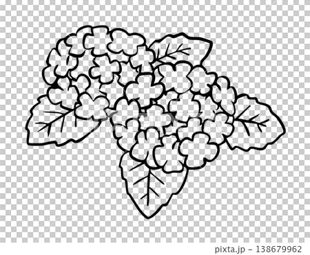 Hydrangea, two clusters, two colors Hydrangea, two clusters, two colors 138679962