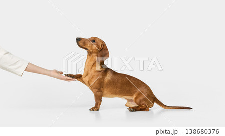 Brown dachshund dog giving paw to human hand isolated on white background. 138680376