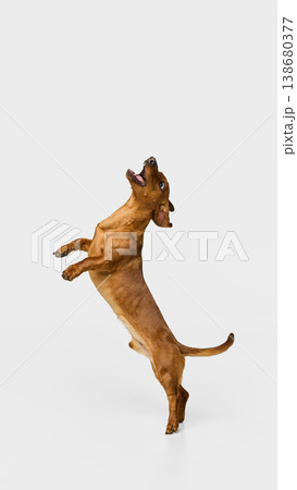 Brown dachshund dog jumping up isolated on white background. Brown dachshund dog jumping up isolated on white background. 138680377