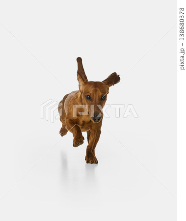 Brown dachshund dog running toward camera isolated on white background. Brown dachshund dog running toward camera isolated on white background. 138680378