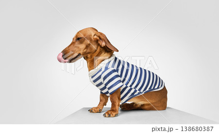 Dachshund dog in striped shirt sitting sideways licking nose 138680387