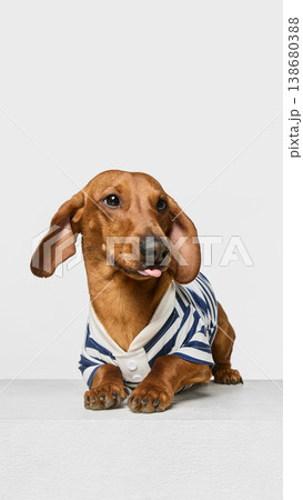 Dachshund dog in striped shirt lying with tongue out playful expression Dachshund dog in striped shirt lying with tongue out playful expression 138680388