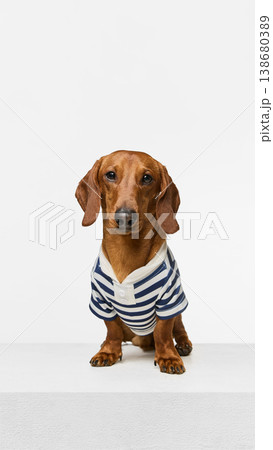 Dachshund dog wearing striped shirt sitting on pedestal looking at camera. 138680389