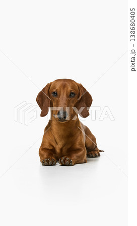 Brown dachshund dog lying and looking at camera isolated on white background 138680405
