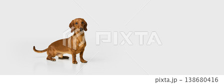 Brown dachshund dog standing isolated on white background. Banner 138680416