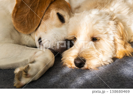 Maltipoo and Beagle Dogs Cuddling Together During a Nap 138680469