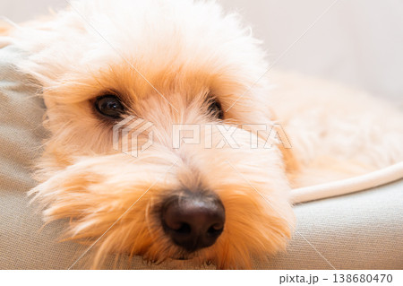 Extreme Close Up Portrait of a Maltipoo Puppy Face Extreme Close Up Portrait of a Maltipoo Puppy Face 138680470