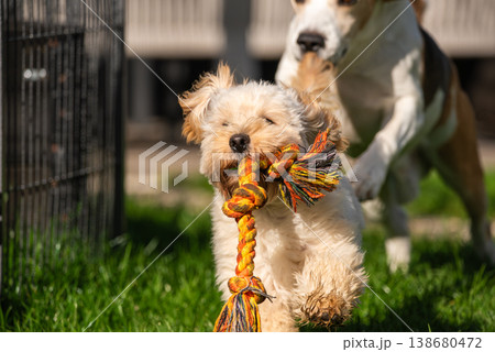 Excited Maltipoo Puppy Carrying Rope Toy While Being Chased by Beagle 138680472