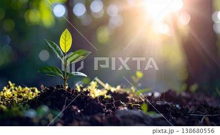 green seedlings in new life concept 138680556