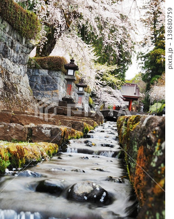 静岡県 大石寺 参道の水路と枝垂れ桜 3月 静岡県 大石寺 参道の水路と枝垂れ桜 3月 138680759