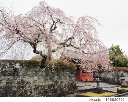 静岡県　大石寺の宿坊と桜　3月 138680761
